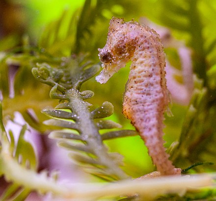 Dwarf Seahorse