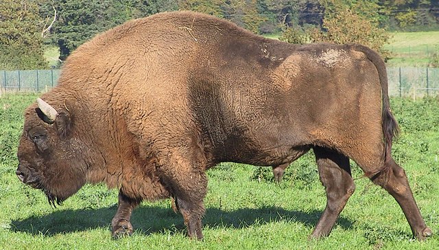 European Bison