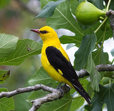 Golden Oriole