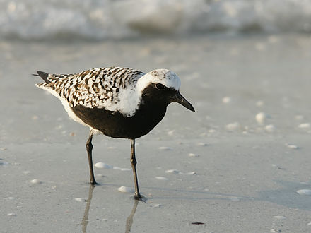 Grey plovers