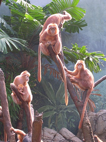 Javan Lutung