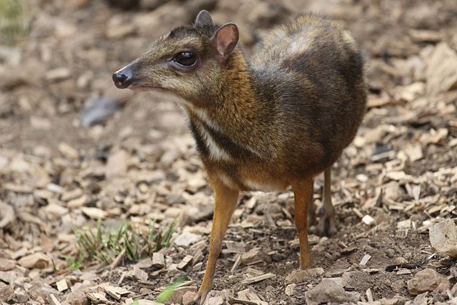 Javan Mouse-deer