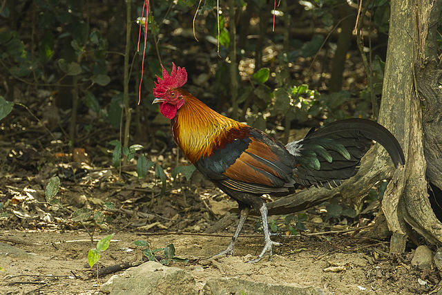 Jungle Fowl