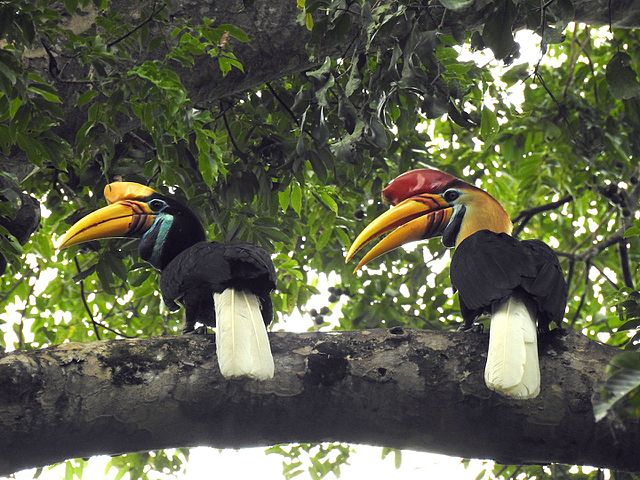 Knobbed Hornbill