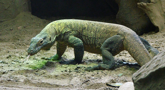 Komodo National Park, Lesser Sunda Islands, Indonesia