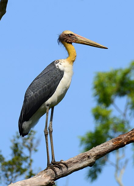 Lesser Adjutant