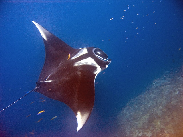 Manta Ray