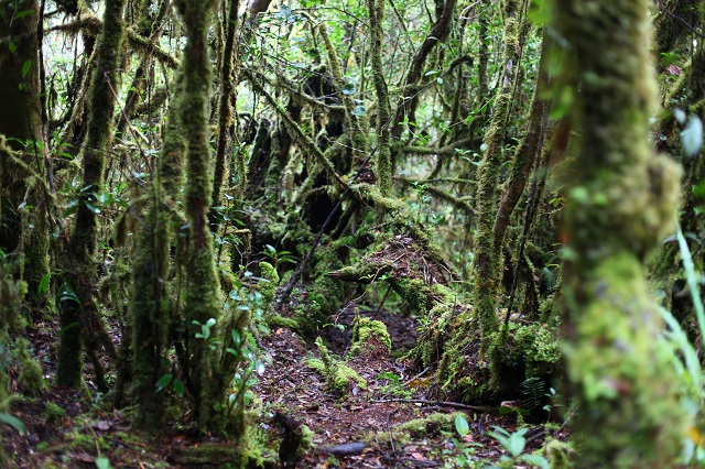 Mount Leuser National Park Indonesia