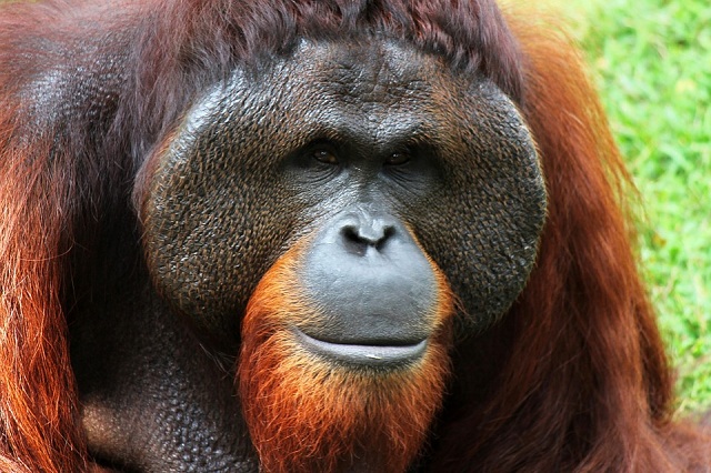 Orangutans