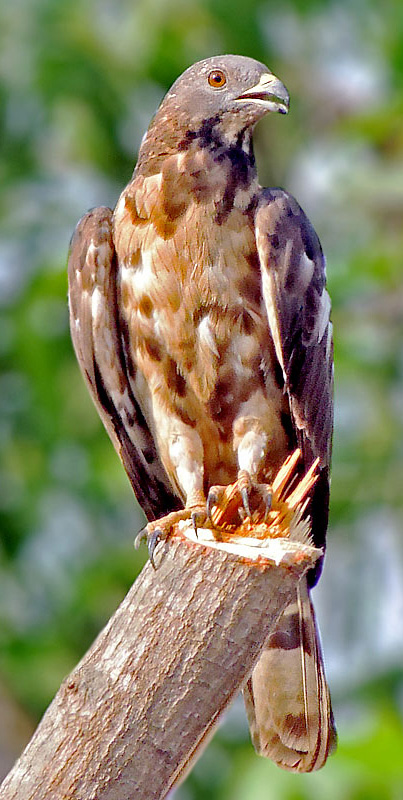 Oriental Honey Buzzard