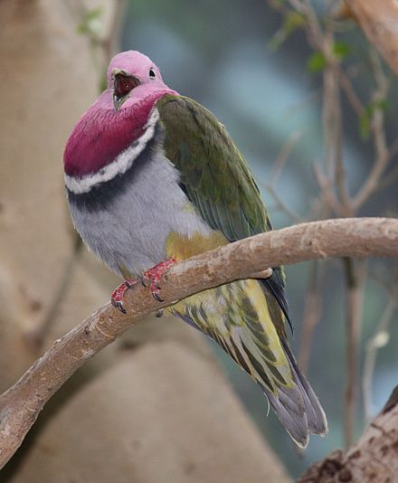 Pink-headed Fruit Dove