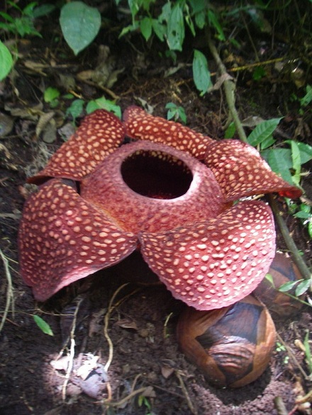 Rafflesia Arnoldi