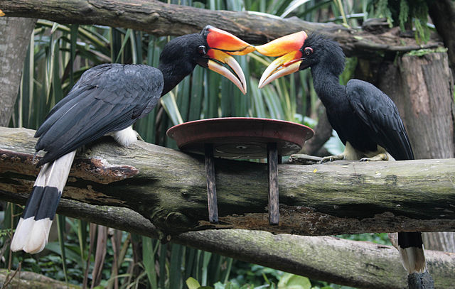 Rhino Hornbill