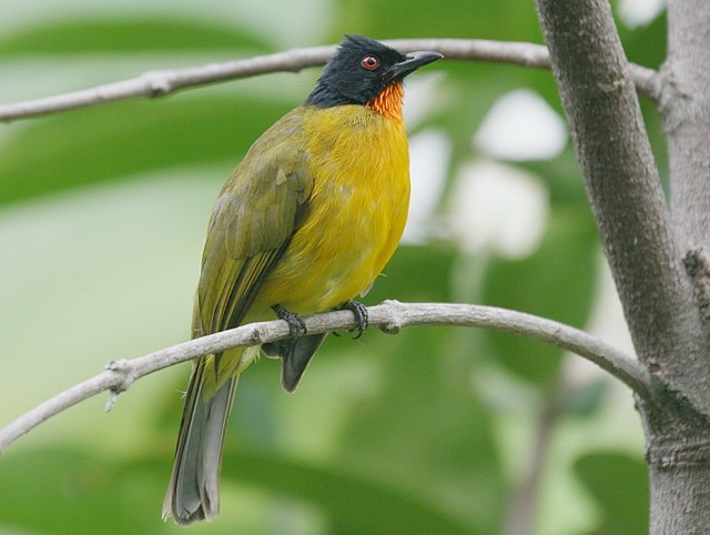 Ruby-throated Bulbul