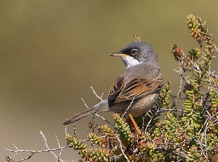 Spectacled Warbler