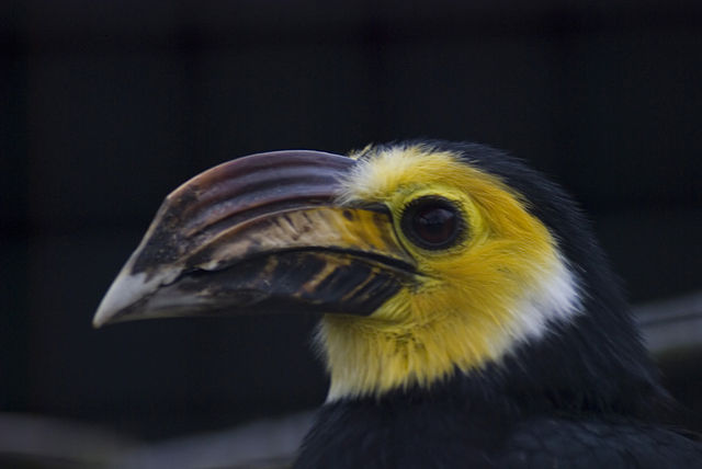 Sulawesi Hornbill