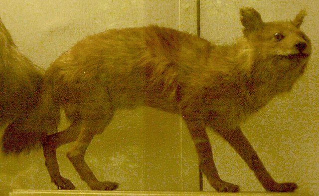 Sumatran Dhole