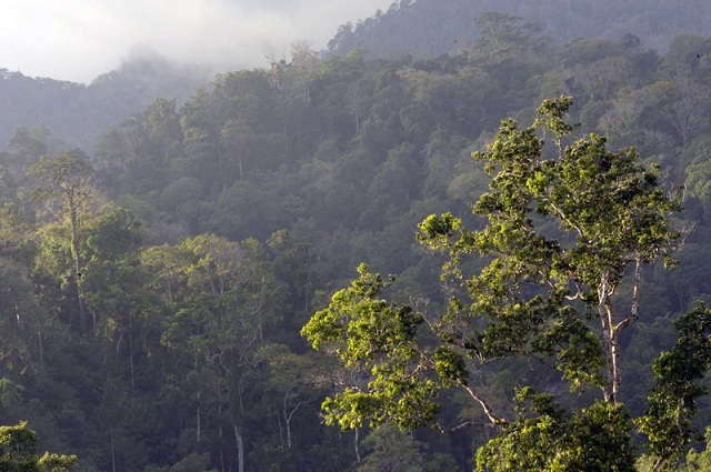 Tangkoko National Park, Java, Indonesia