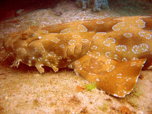 Wobbegong