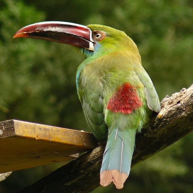 beautiful toucans