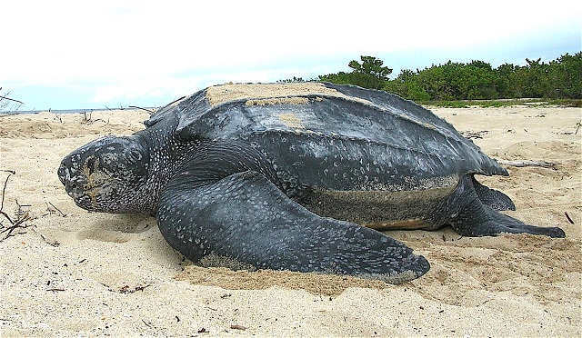 leatherback sea turtles
