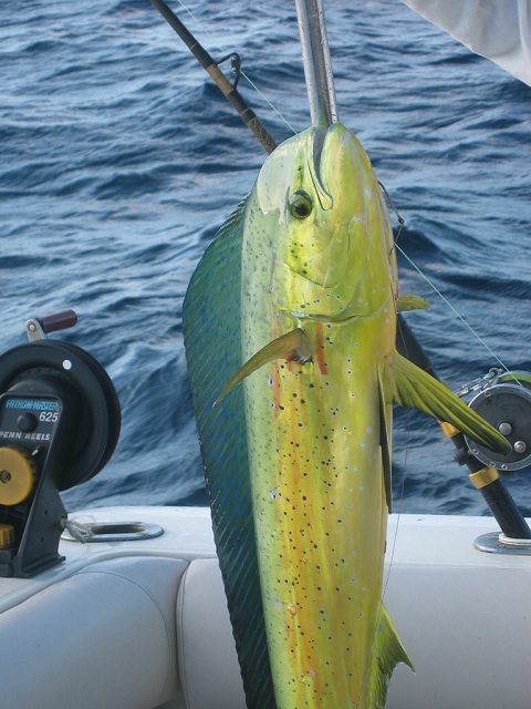 mahi-mahi