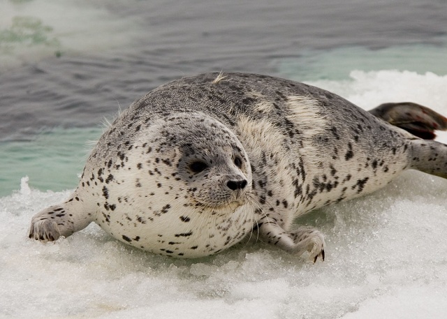 spotted seals