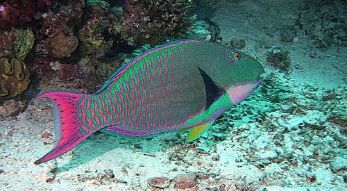 Parrotfish