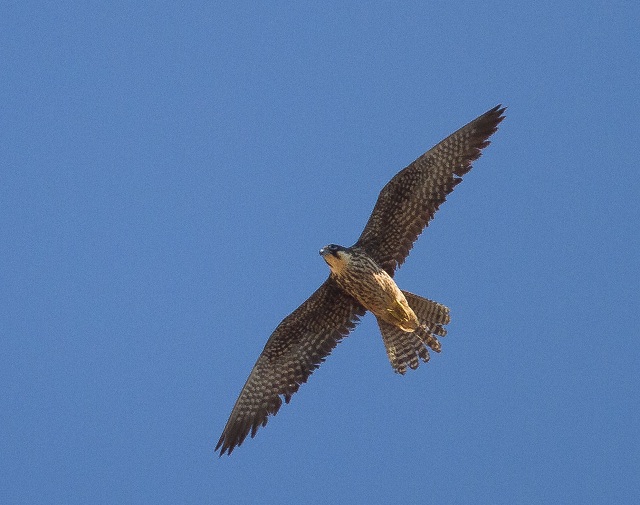 Eleonora Falcon