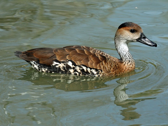 Bahamas Duck