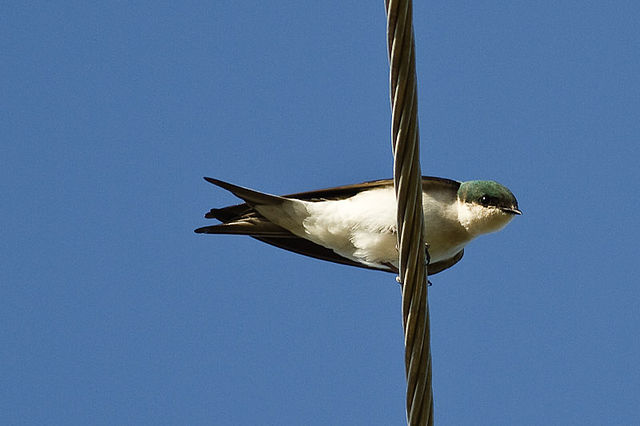Bahamas Swallow