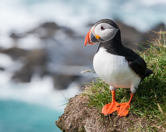 Atlantic Puffins