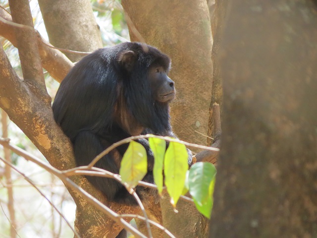 Black Howler-monkey