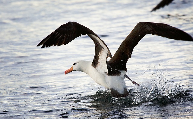 Black-browed Albatross