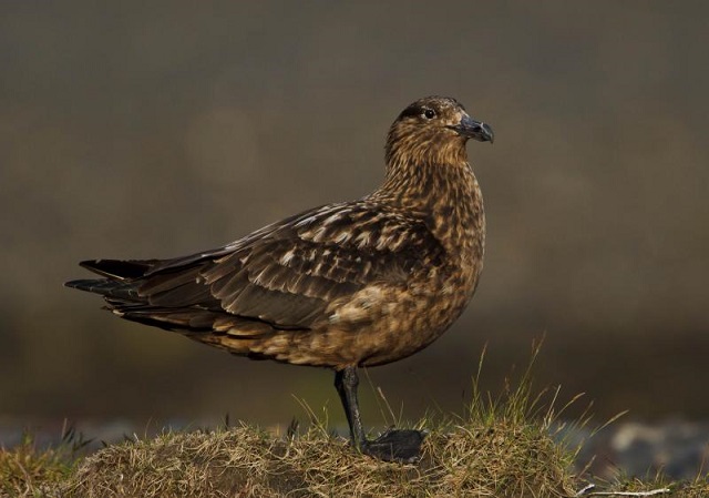 Great Skua