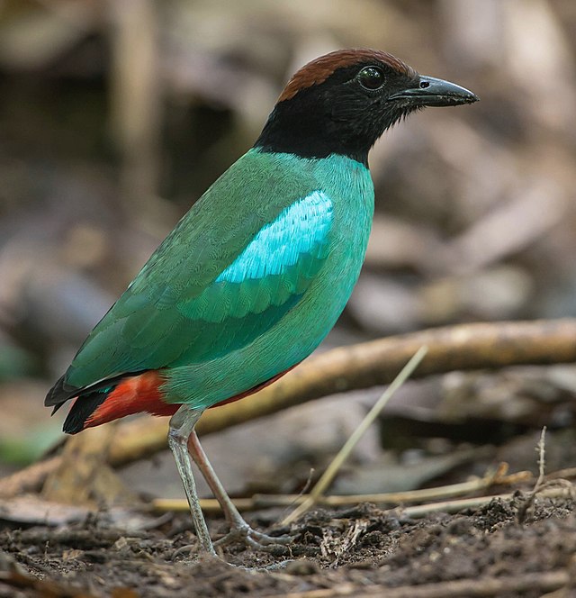 Hooded Pitta