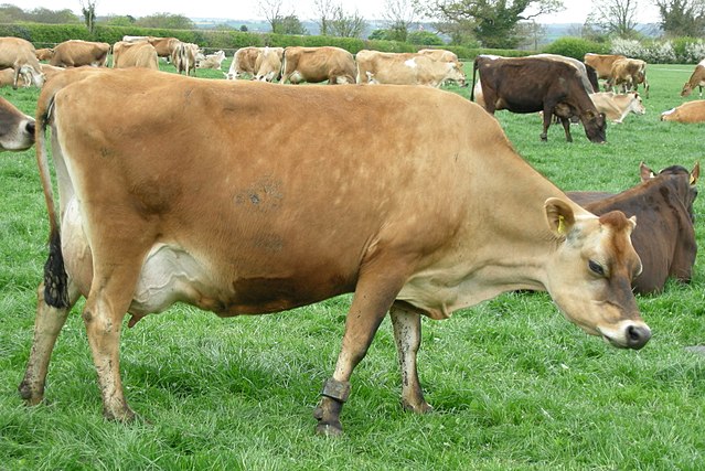 Jersey cow