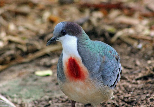 Mindanao Bleeding Heart Dove