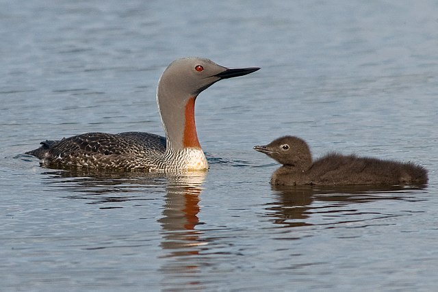 Red-throated Loon