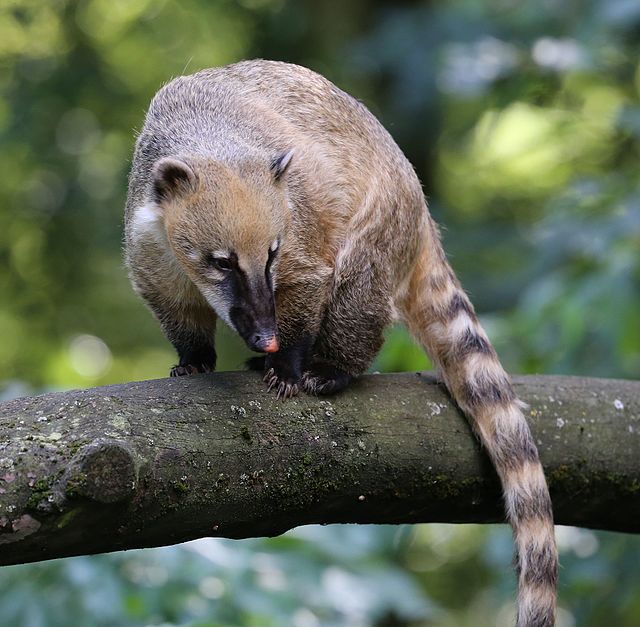 Ring-tailed Coati