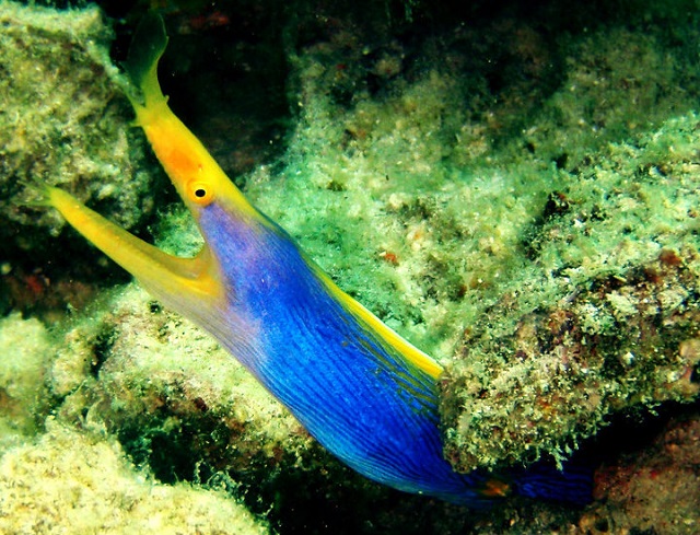 blue eel