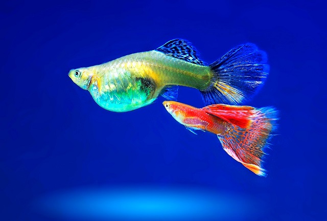 ornamental fish