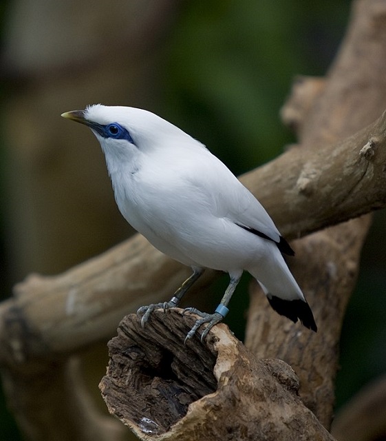 Bali Starling