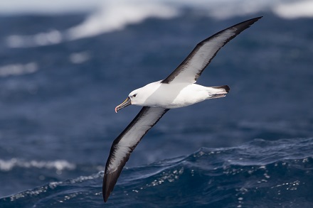 Barau's Petrel