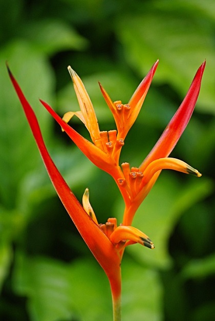 Bird of Paradise Flower, Reunion Island