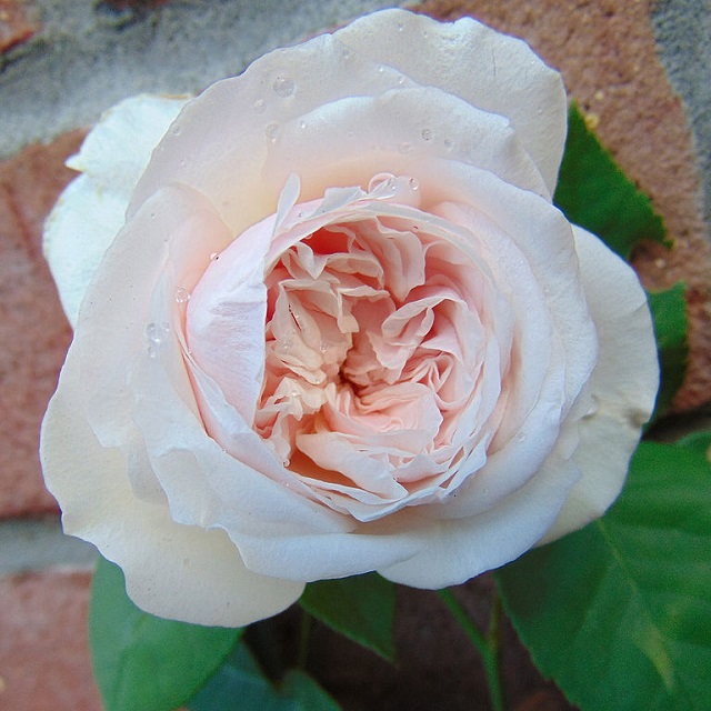 Bourbon rose