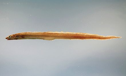 Conger eels