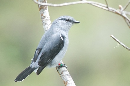 Cuckoo Shrike