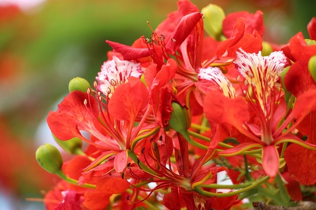 Flamboyant Flower in Reunion