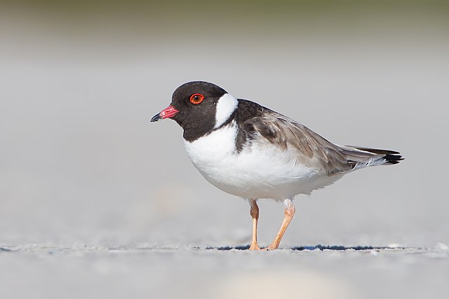 Hooded Dotterel